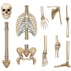 Names of all bones in human body